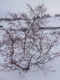 genus Betula. Обильно плодоносящее растение, сбросившее листву. Мурманская обл., окр. пос.Туманный, район Нижнесеребрянской ГЭС. 16.10.2014.