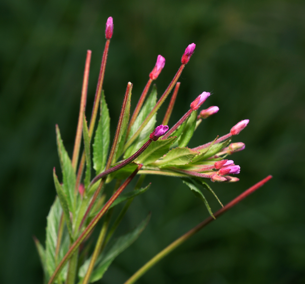 Image of Epilobium adenocaulon specimen.