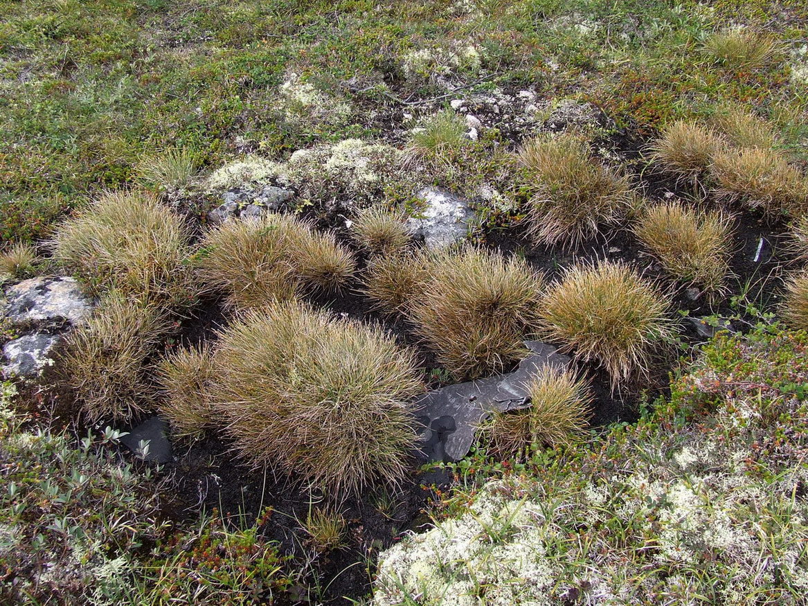 Изображение особи Juncus trifidus.