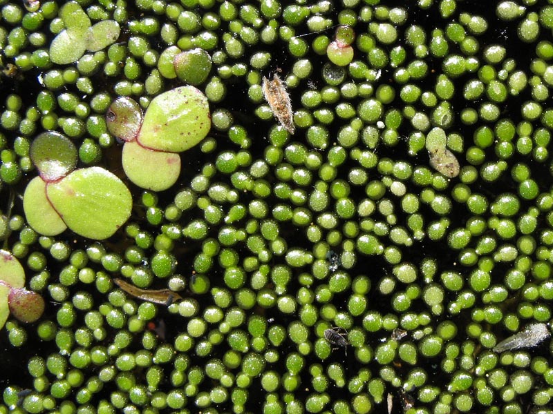 Image of Wolffia arrhiza specimen.