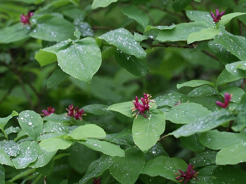 Image of Lonicera chamissoi specimen.