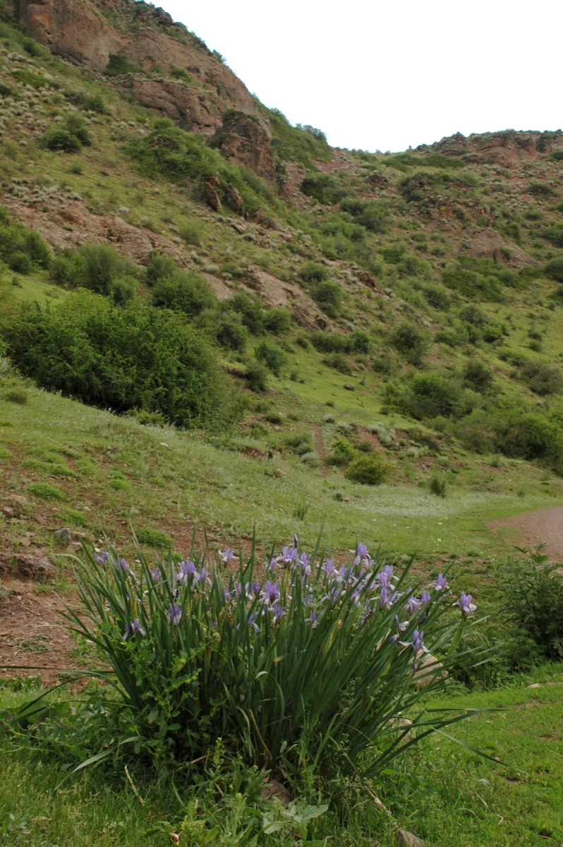 Image of Iris pallasii specimen.