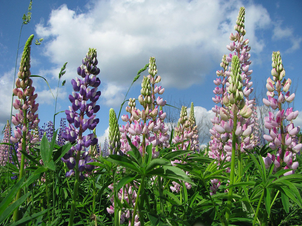 Изображение особи Lupinus &times; regalis.