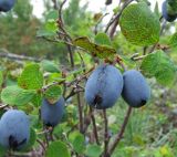 Vaccinium uliginosum. Зрелые плоды. Иркутская обл., Бодайбинский р-н, редколесье на плоской вершине водораздела. 23.07.2008.