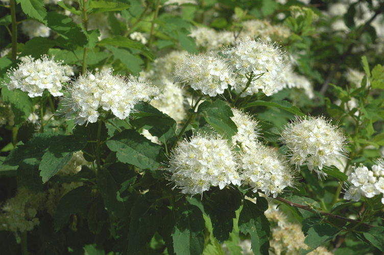 Image of Spiraea schinabecki specimen.