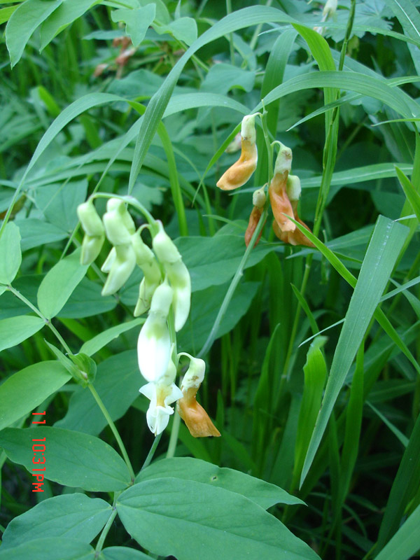 Image of Lathyrus gmelinii specimen.