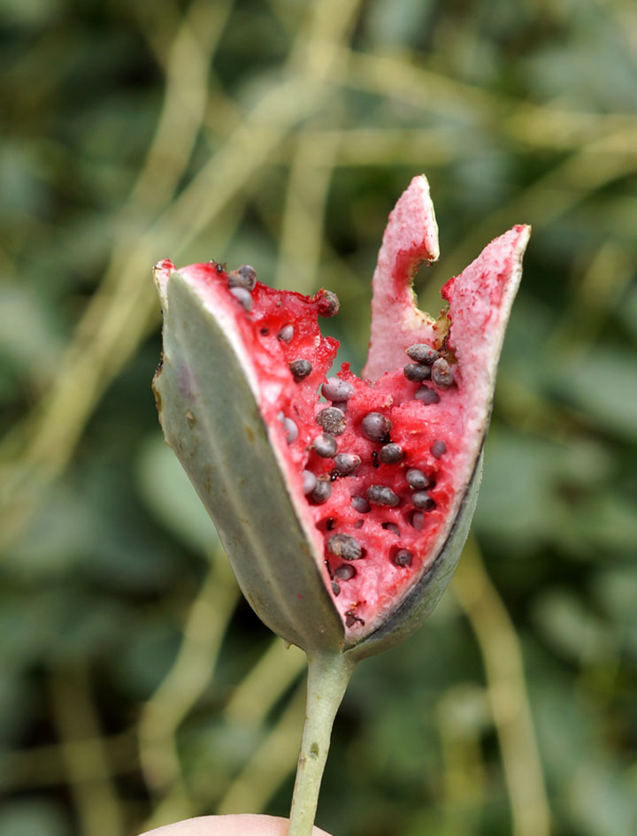 Image of Capparis herbacea specimen.