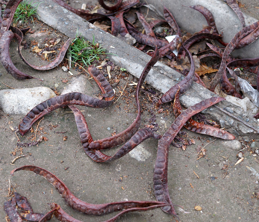 Image of Gleditsia triacanthos specimen.