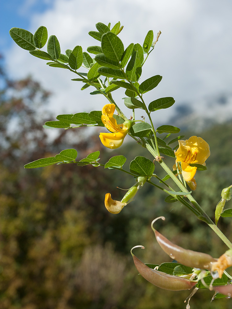 Image of Colutea arborescens specimen.