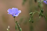 genus Linum