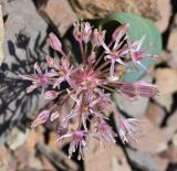 Allium subspecies henrikii