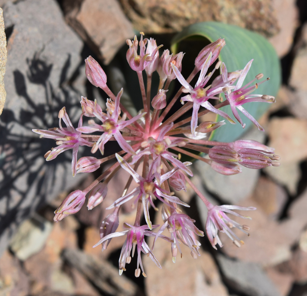 Image of Allium karataviense ssp. henrikii specimen.