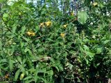 Barleria prionitis