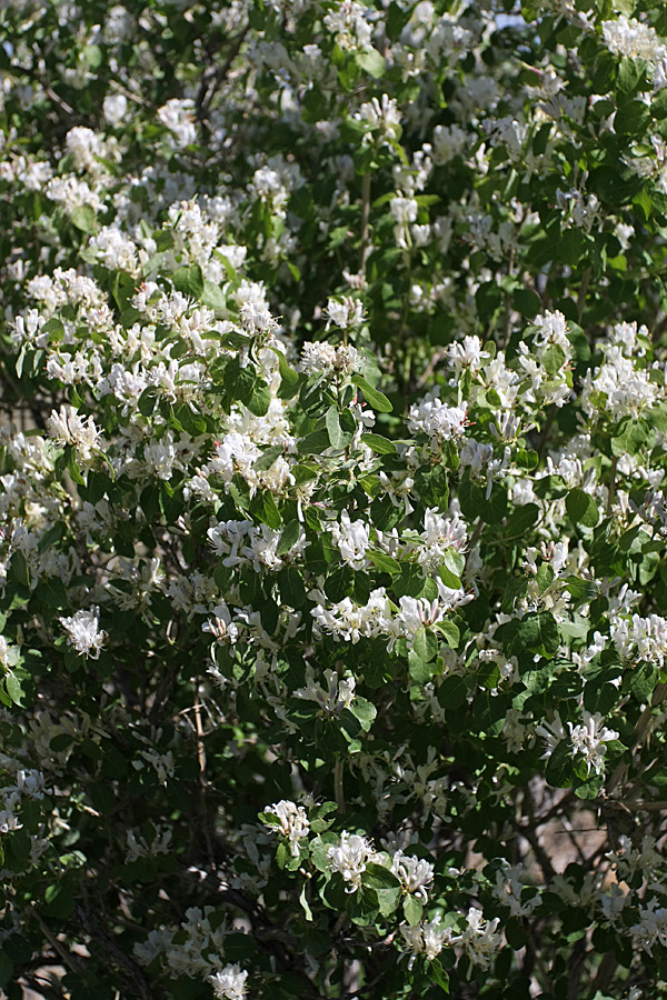 Изображение особи Lonicera nummulariifolia.