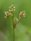 Luzula pallescens