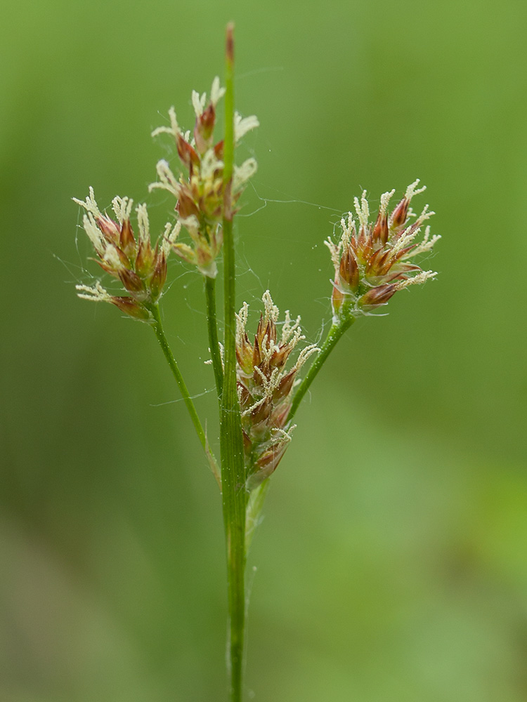 Image of Luzula pallescens specimen.