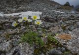 Papaver pseudocanescens подвид udocanicum