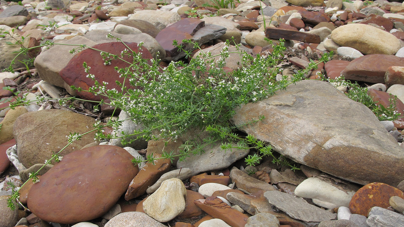 Изображение особи Galium humifusum.