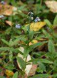 Myosotis palustris