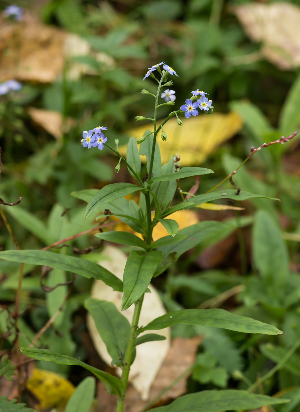 Изображение особи Myosotis palustris.