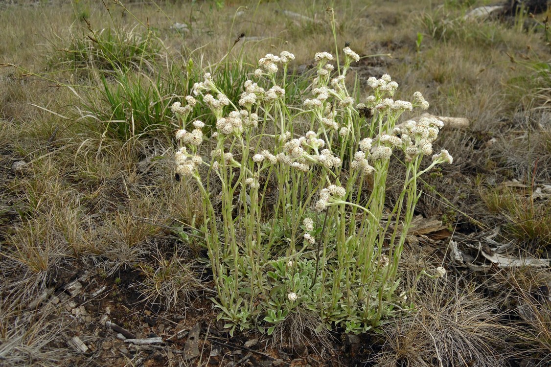 Изображение особи Antennaria dioica.