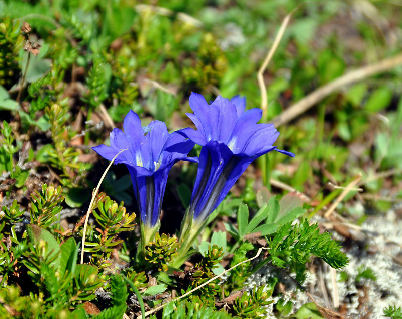 Изображение особи Gentiana grandiflora.