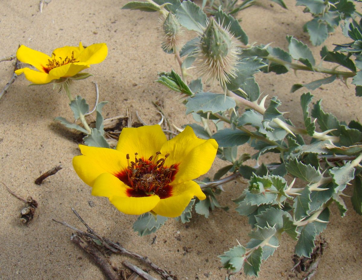 Image of Rosa persica specimen.