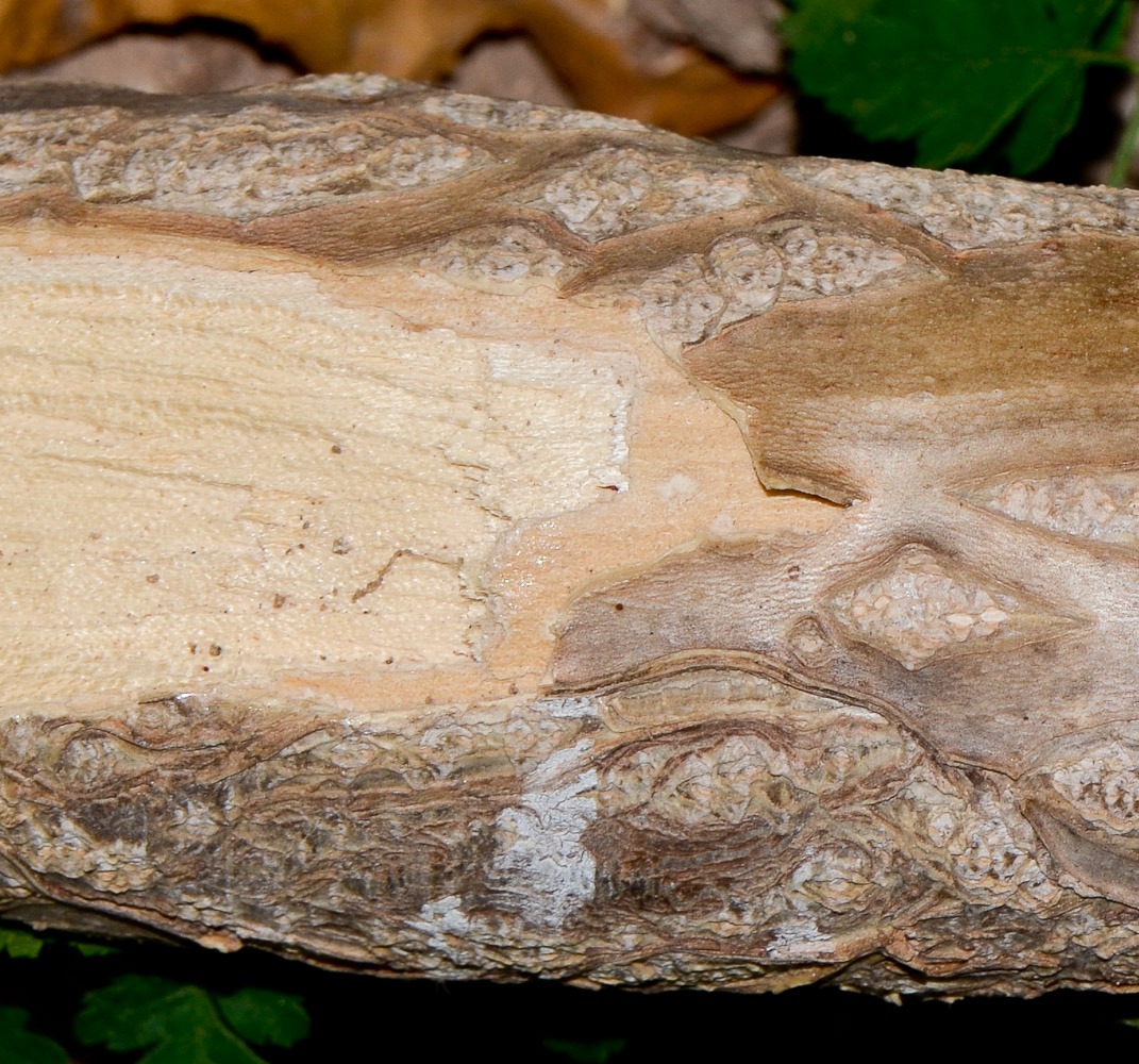 Image of Ailanthus altissima specimen.