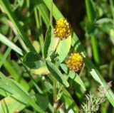 Trifolium spadiceum