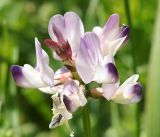 Astragalus alpinus