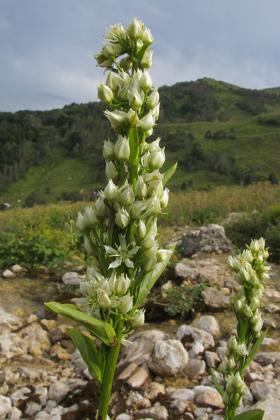 Image of Swertia iberica specimen.