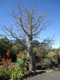 Adansonia digitata. Растение в период покоя. Австралия, г. Брисбен, ботанический сад. 12.07.2015.