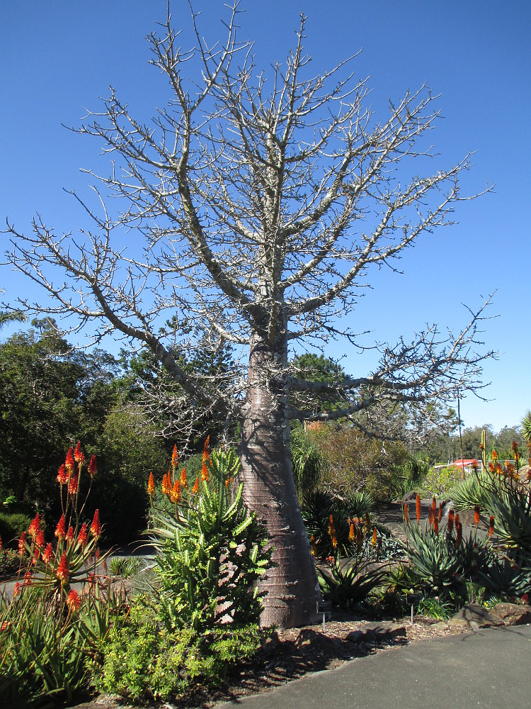 Image of Adansonia digitata specimen.