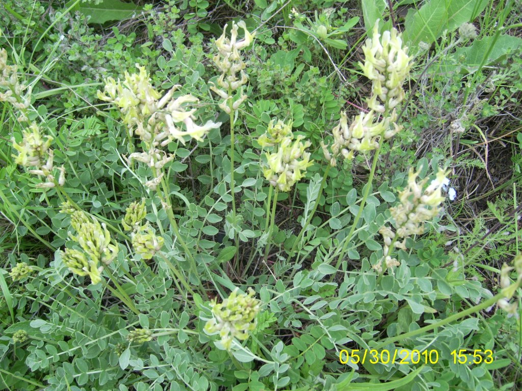 Image of genus Astragalus specimen.
