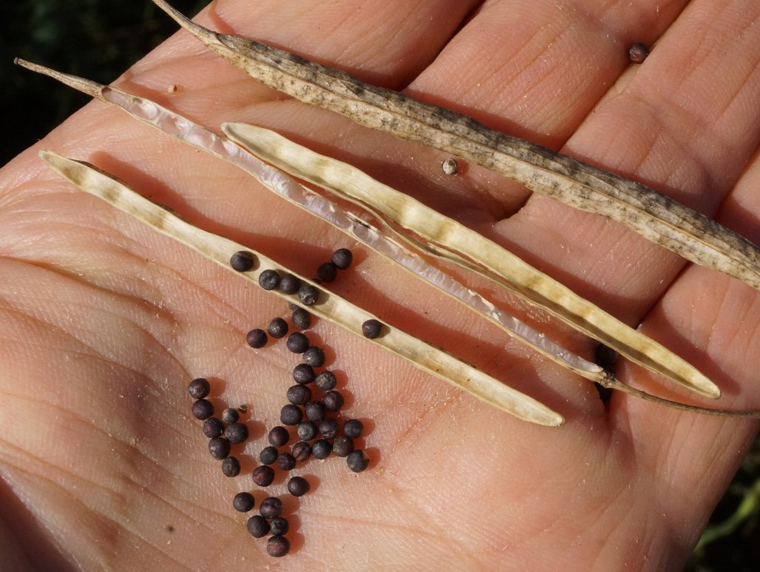 Image of Brassica napus specimen.