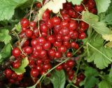 Ribes rubrum
