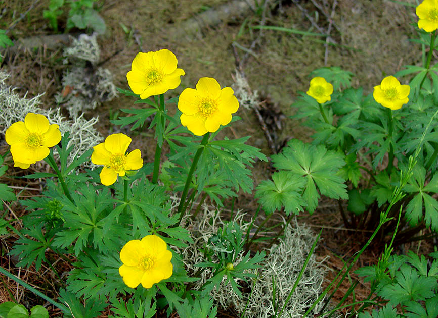 Изображение особи Trollius aldanensis.