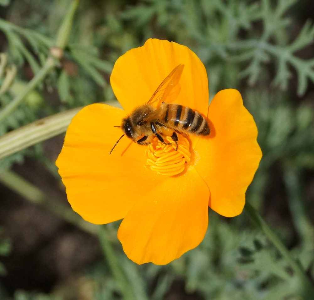 Image of Eschscholzia californica specimen.