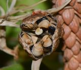 Agave attenuata