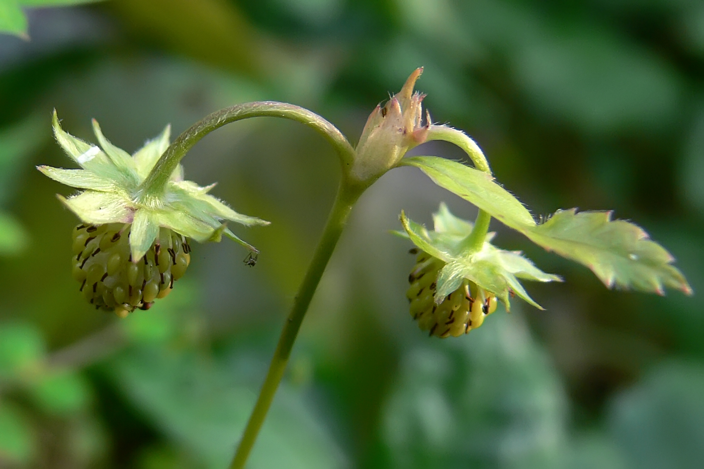 Image of Fragaria vesca specimen.
