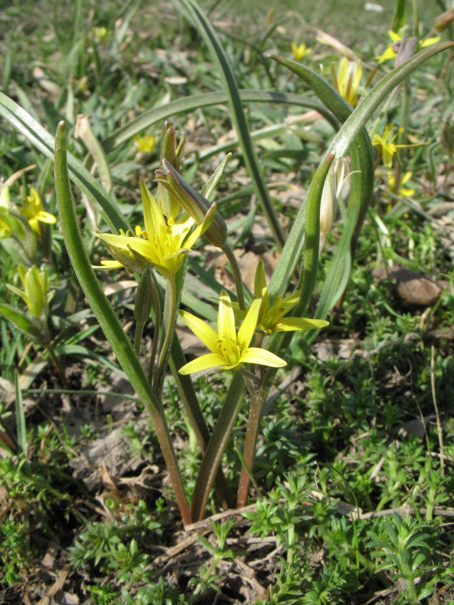 Изображение особи Gagea turkestanica.