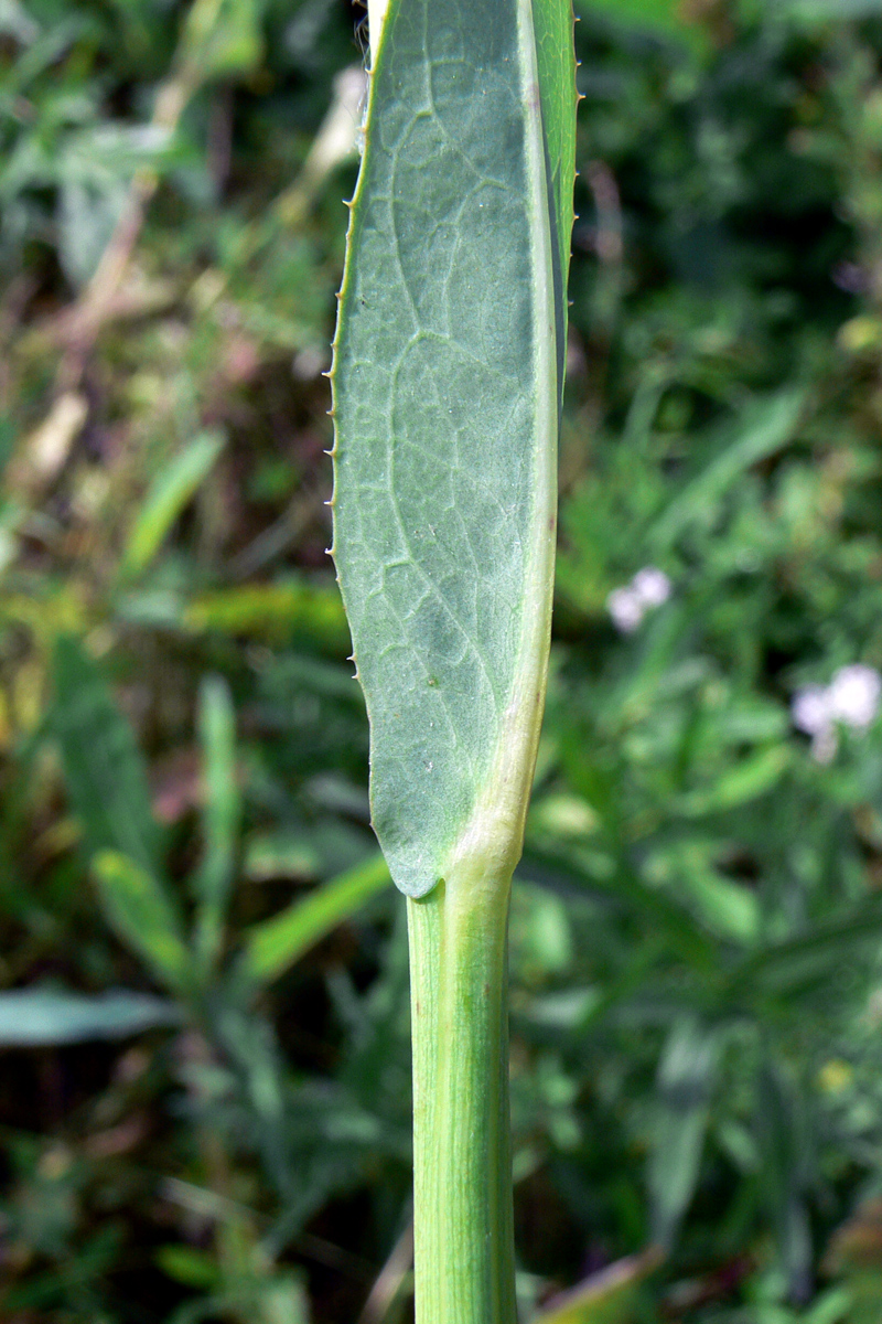 Image of Sonchus arvensis ssp. uliginosus specimen.