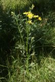 Senecio jacobaea