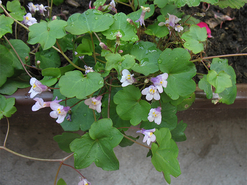 Изображение особи Cymbalaria muralis.