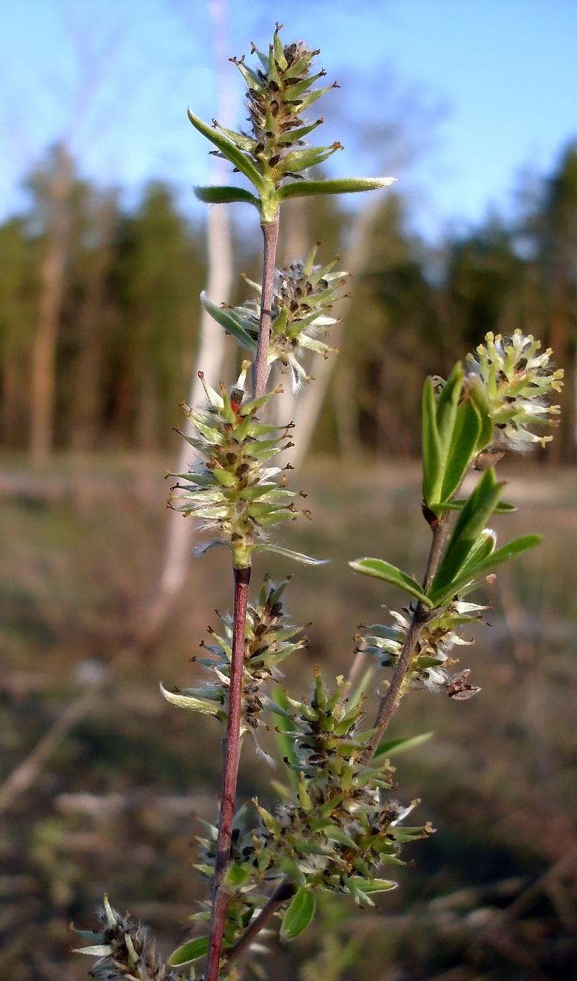 Image of Salix rosmarinifolia specimen.