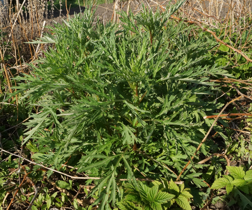 Image of Artemisia vulgaris specimen.