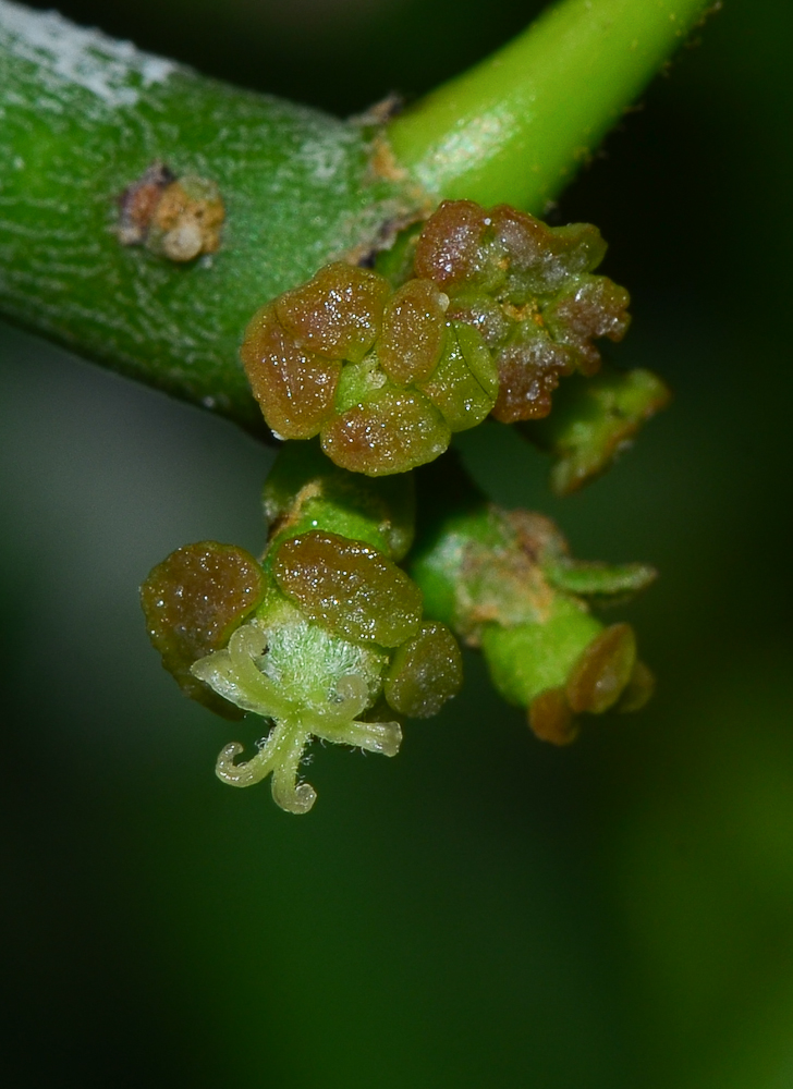 Изображение особи Euphorbia tirucalli.