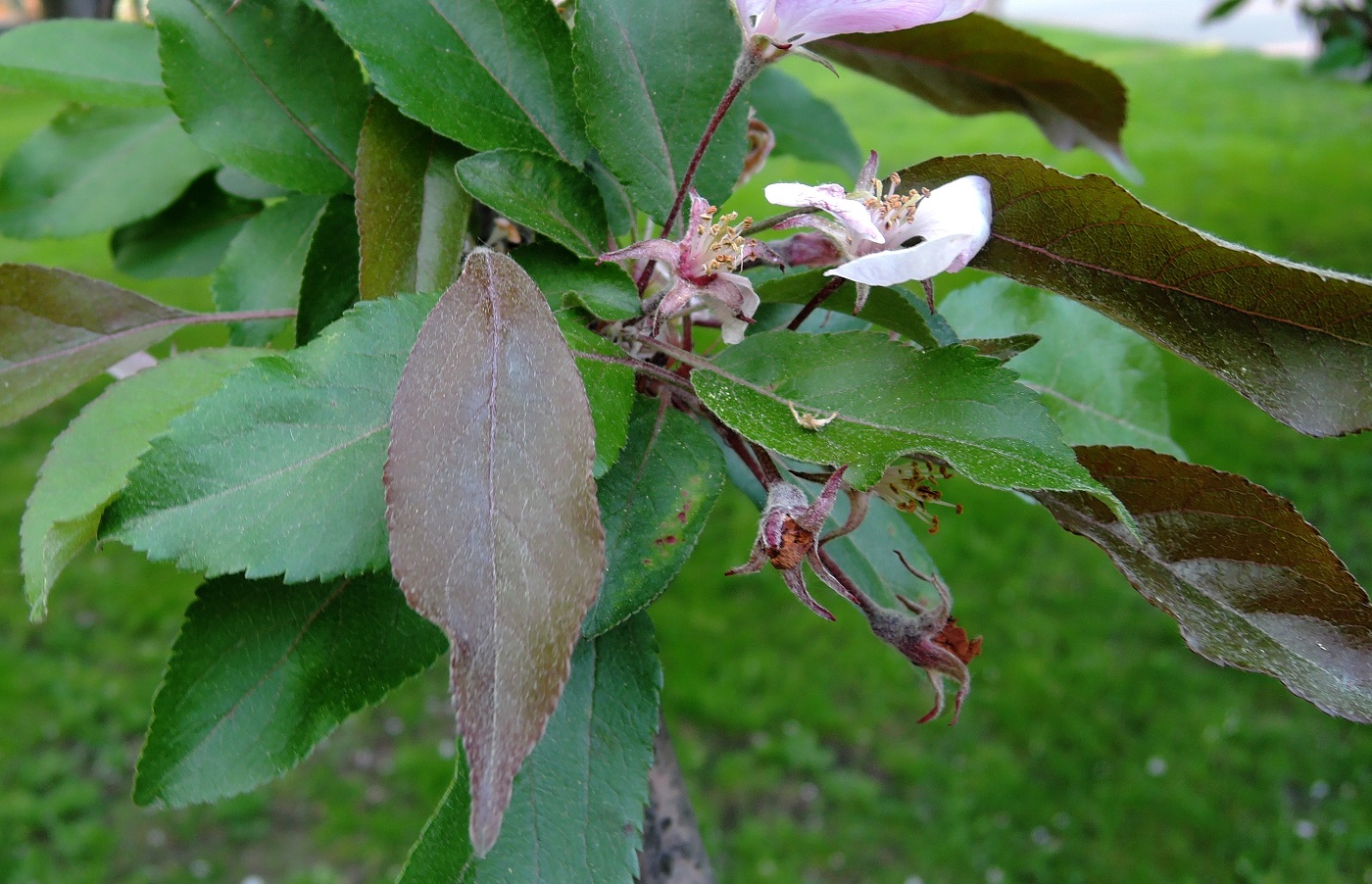 Изображение особи род Malus.