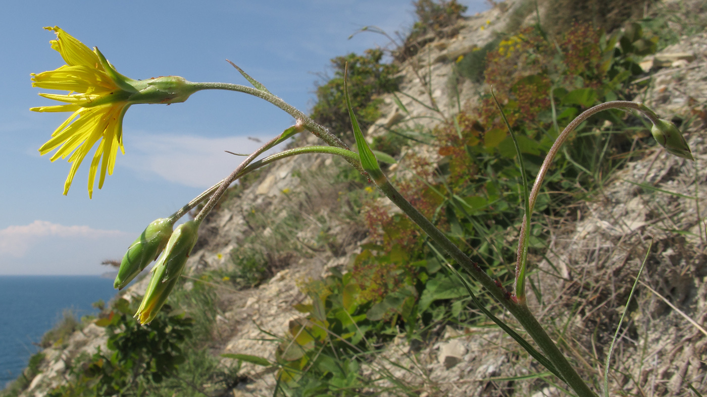 Изображение особи Scorzonera stricta.