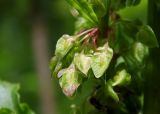 Rumex crispus. Цветки. Республика Адыгея, г. Майкоп, восточная окраина города, у грунтовой дороги вдоль дубово-грабового леса. 22.05.2016.